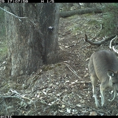 Macropus giganteus (Eastern Grey Kangaroo) at Crowther, NSW - 29 May 2025 by Frecko