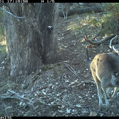 Macropus giganteus (Eastern Grey Kangaroo) at Crowther, NSW - 1 Jun 2025 by Frecko