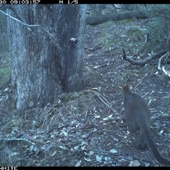 Wallabia bicolor (Swamp Wallaby) at Crowther, NSW - 30 May 2025 by Frecko