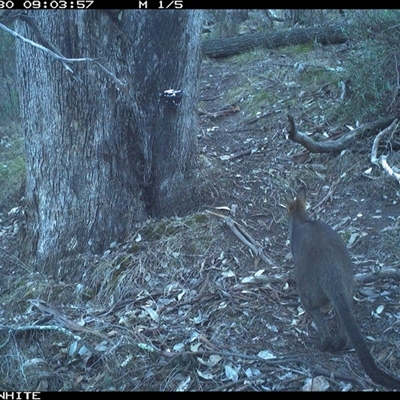Wallabia bicolor (Swamp Wallaby) at Crowther, NSW - 30 May 2025 by Frecko