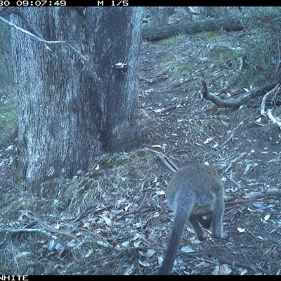 Wallabia bicolor (Swamp Wallaby) at Crowther, NSW - 30 May 2025 by Frecko