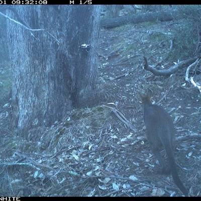 Wallabia bicolor (Swamp Wallaby) at Crowther, NSW - 1 Jun 2025 by Frecko