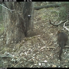 Wallabia bicolor (Swamp Wallaby) at Crowther, NSW - 2 Jun 2025 by Frecko