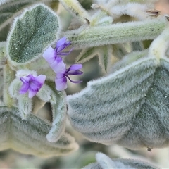 Unverified Other Shrub at Broome, WA - Yesterday by Mike