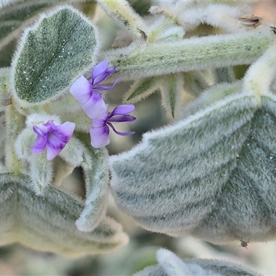 Unverified Other Shrub at Broome, WA - Yesterday by Mike