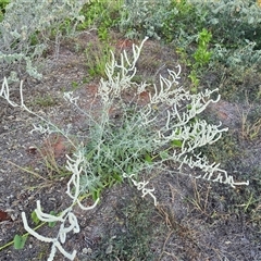 Unverified Other Wildflower or Herb at Broome, WA - Today by Mike