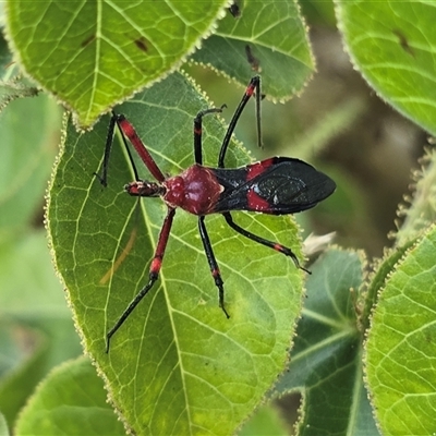 Unverified True bug (Hemiptera, Heteroptera) at Broome, WA - Yesterday by Mike