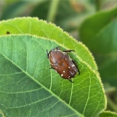 Unverified Beetle (Coleoptera) at Broome, WA - Yesterday by Mike