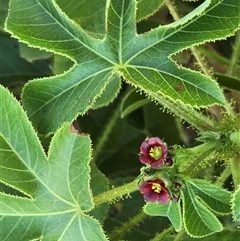 Unverified Other Shrub at Broome, WA - Yesterday by Mike