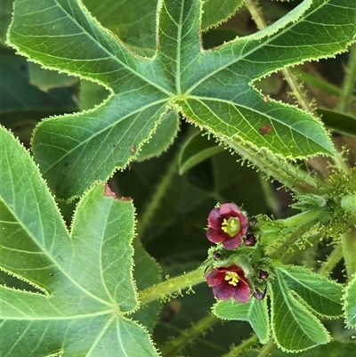 Unverified Other Shrub at Broome, WA - Yesterday by Mike
