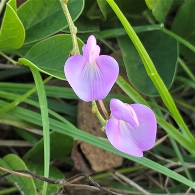 Unverified Pea at Broome, WA - Yesterday by Mike