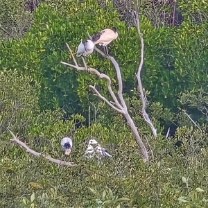 Threskiornis molucca at Broome, WA - Today by Mike