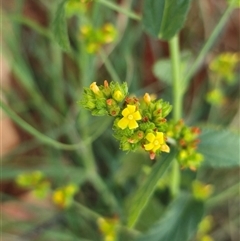 Unverified Other Wildflower or Herb at Broome, WA - Yesterday by Mike