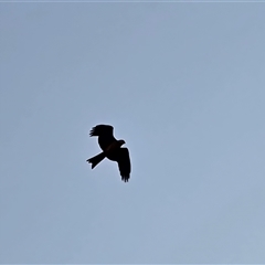 Milvus migrans (Black Kite) at Broome, WA - Yesterday by Mike