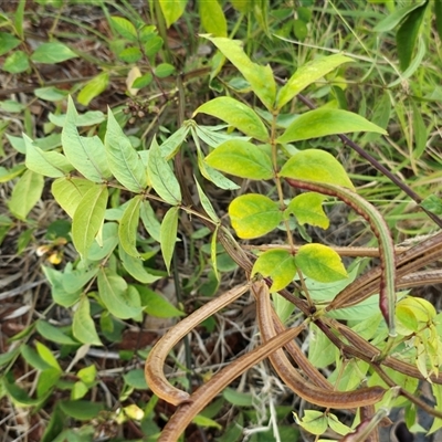 Unverified Pea at Broome, WA - Yesterday by Mike
