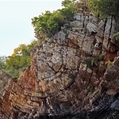 Unverified Fossil / Geological Feature at Kimbolton, WA - 17 Jul 2025 by Mike