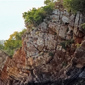 Unverified Fossil / Geological Feature at Kimbolton, WA - 17 Jul 2025 by Mike