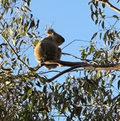 Phascolarctos cinereus (Koala) at Bucketty, NSW - Today by MartinPredavec