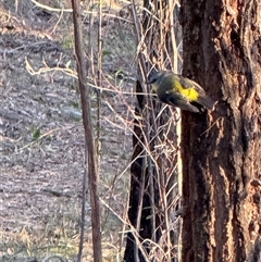 Eopsaltria australis (Eastern Yellow Robin) at Bucketty, NSW - Today by MartinPredavec