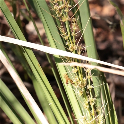 Lomandra longifolia at Noosa Heads, QLD - 2 Jul 2025 by ConBoekel