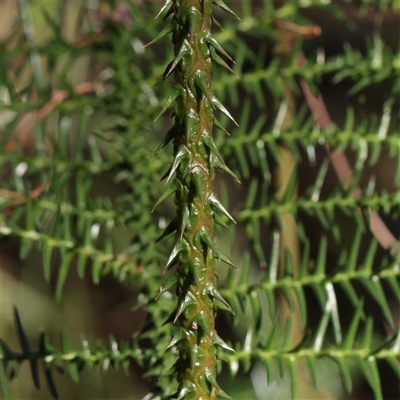 Araucaria cunninghamii at Noosa Heads, QLD - 2 Jul 2025 by ConBoekel