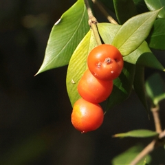 Alyxia (genus) at Noosa Heads, QLD - 2 Jul 2025 by ConBoekel