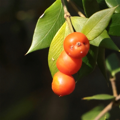Alyxia (genus) at Noosa Heads, QLD - 2 Jul 2025 by ConBoekel