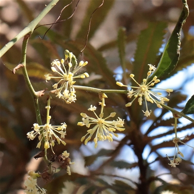 Unverified Climber or Mistletoe at Noosa Heads, QLD - 2 Jul 2025 by ConBoekel