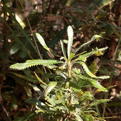 Unverified Other Shrub at Noosa Heads, QLD - 2 Jul 2025 by ConBoekel