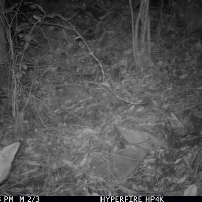 Vulpes vulpes at Cobark, NSW - 20 Jun 2025 by Catherinecraig