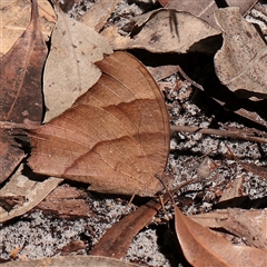 Unverified Butterfly (Lepidoptera, Rhopalocera) at Noosa Heads, QLD - 2 Jul 2025 by ConBoekel