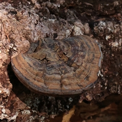 Unverified Pored or somewhat maze-like on underside [bracket polypores] at Noosa Heads, QLD - 2 Jul 2025 by ConBoekel