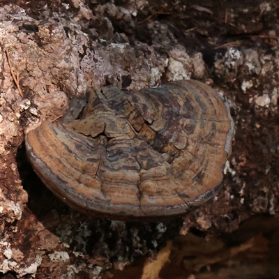 Unverified Pored or somewhat maze-like on underside [bracket polypores] at Noosa Heads, QLD - 2 Jul 2025 by ConBoekel