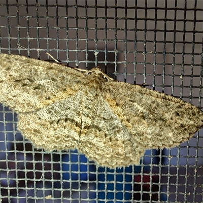 Unverified Geometer moth (Geometridae) at Surf Beach, NSW - Yesterday by LyndalT