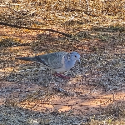Unverified Pigeon or Dove at Broome, WA - Yesterday by Mike