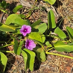 Ipomoea pes-caprae at Broome, WA - Yesterday by Mike
