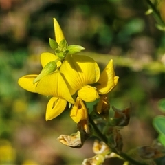 Unverified Plant at Broome, WA - Yesterday by Mike