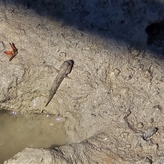 Oxudercinae (subfamily) at Broome, WA - Today by Mike