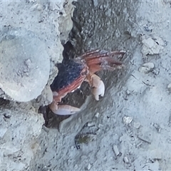 Unverified Crab at Broome, WA - Yesterday by Mike