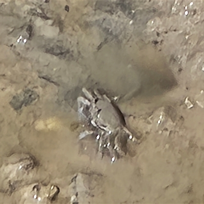 Unverified Crab at Broome, WA - Yesterday by Mike