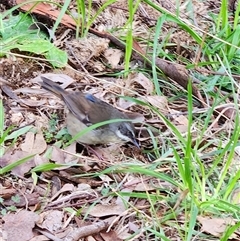 Sericornis frontalis at Fyshwick, ACT - Yesterday by Tawny4