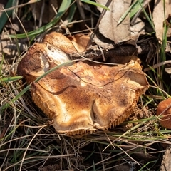 Unverified Cap on a stem; gills below cap [mushrooms or mushroom-like] at Belconnen, ACT - 15 Jul 2025 by AlisonMilton
