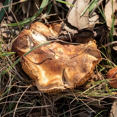 Unverified Cap on a stem; gills below cap [mushrooms or mushroom-like] at Belconnen, ACT - 15 Jul 2025 by AlisonMilton