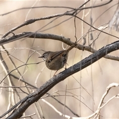 Sericornis frontalis at Belconnen, ACT - 15 Jul 2025 by AlisonMilton