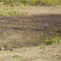 Ardea pacifica (White-necked Heron) at Jamberoo, NSW - Yesterday by plants