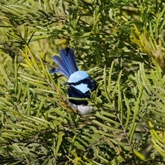 Malurus cyaneus at Cook, ACT - Today by Rheardy