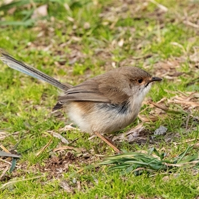Malurus cyaneus at Belconnen, ACT - 15 Jul 2025 by AlisonMilton