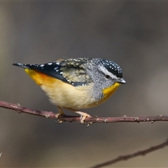 Pardalotus punctatus at Cook, ACT - Today by Rheardy