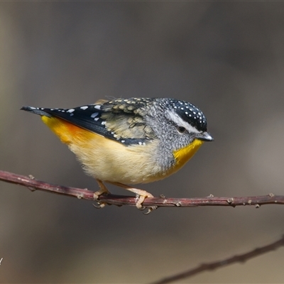 Pardalotus punctatus at Cook, ACT - Today by Rheardy