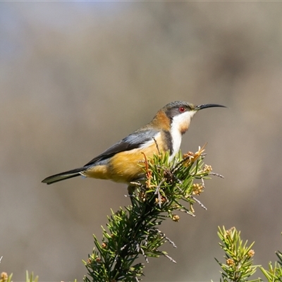 Acanthorhynchus tenuirostris at Cook, ACT - Today by Rheardy